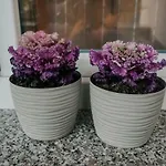 Apartman Bacchus